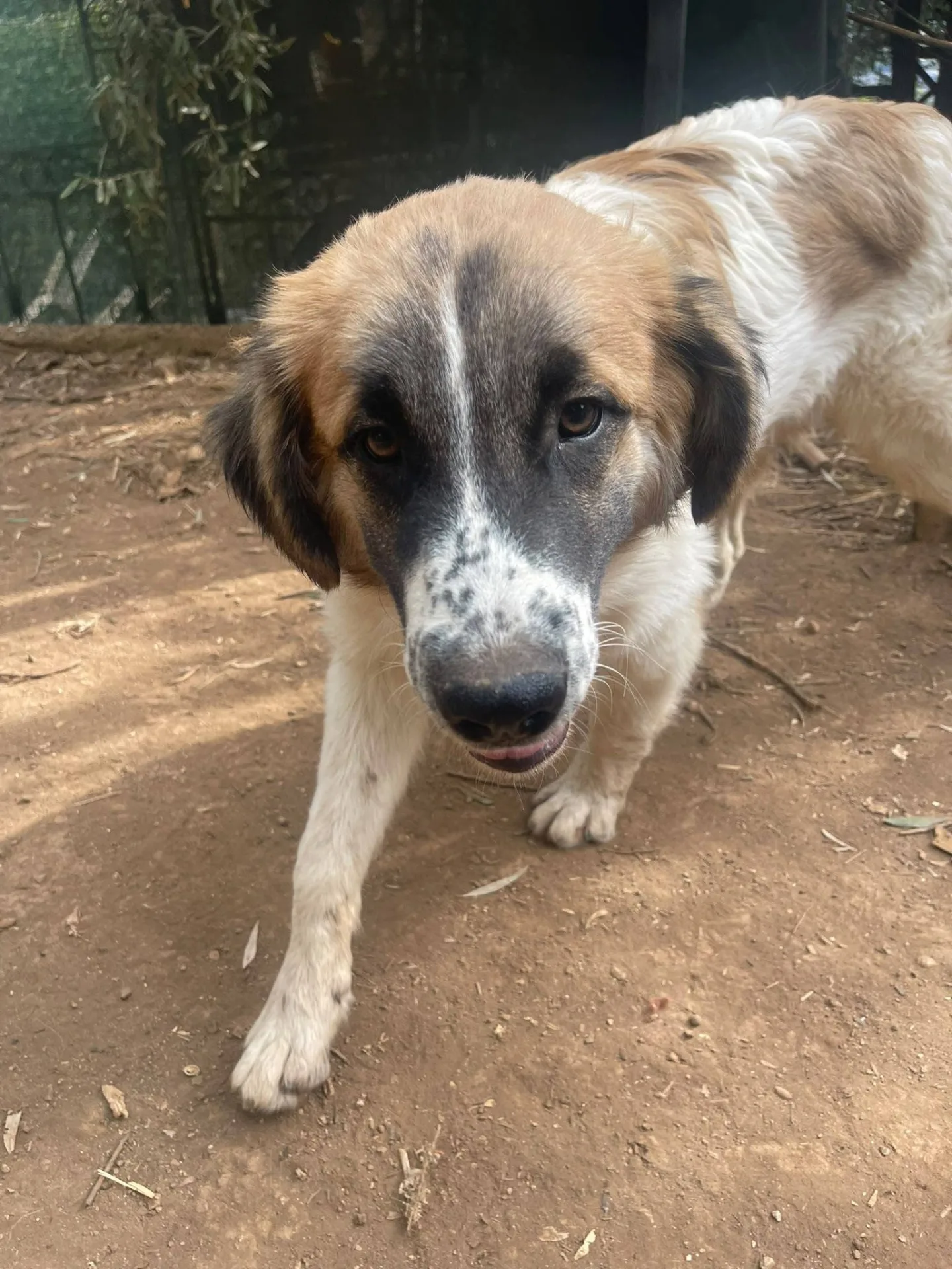 Lillino, cane meticcio in adozione a Frosinone