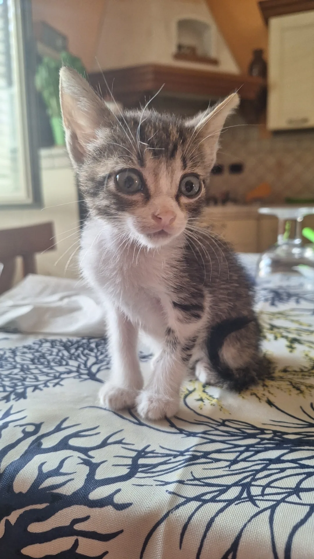 Monty, gatto Europea in adozione a Vibo Valentia - foto 2