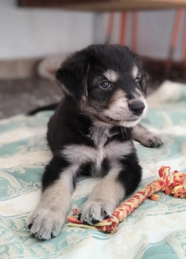 Roman, cane Meticcia in adozione a Taranto - foto 2