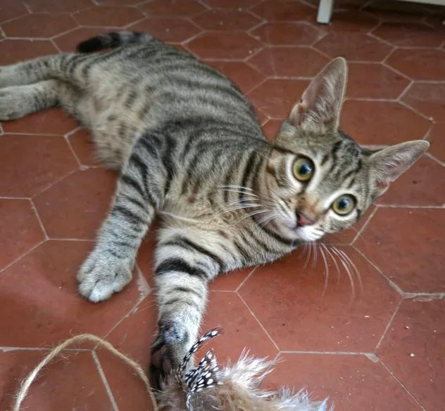 Kimi, gatto in adozione a Latina - foto 1