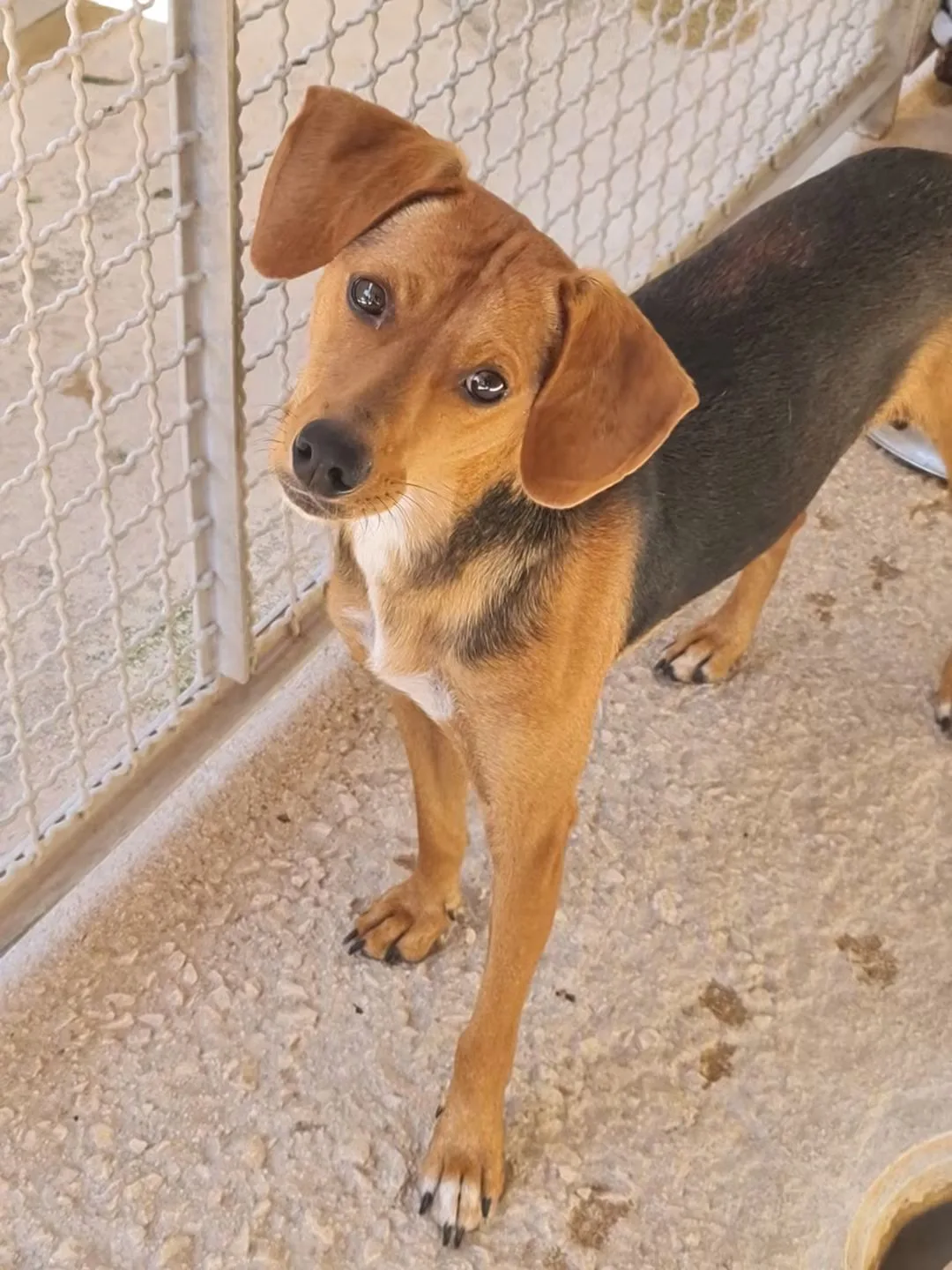 Pepo, cane in adozione a Trapani - foto 5