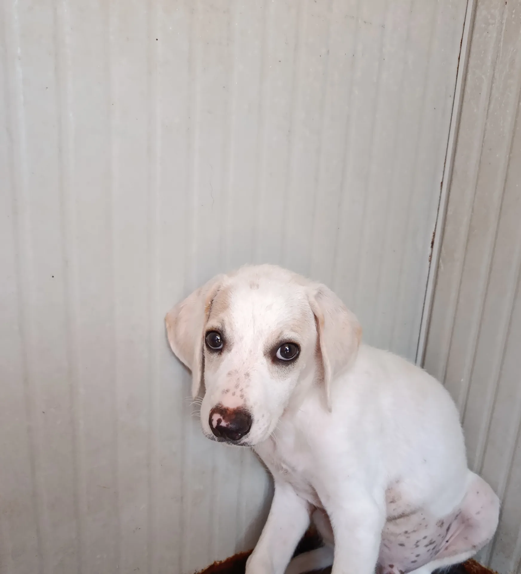 Fiocco, cane in adozione a Trapani - foto 3