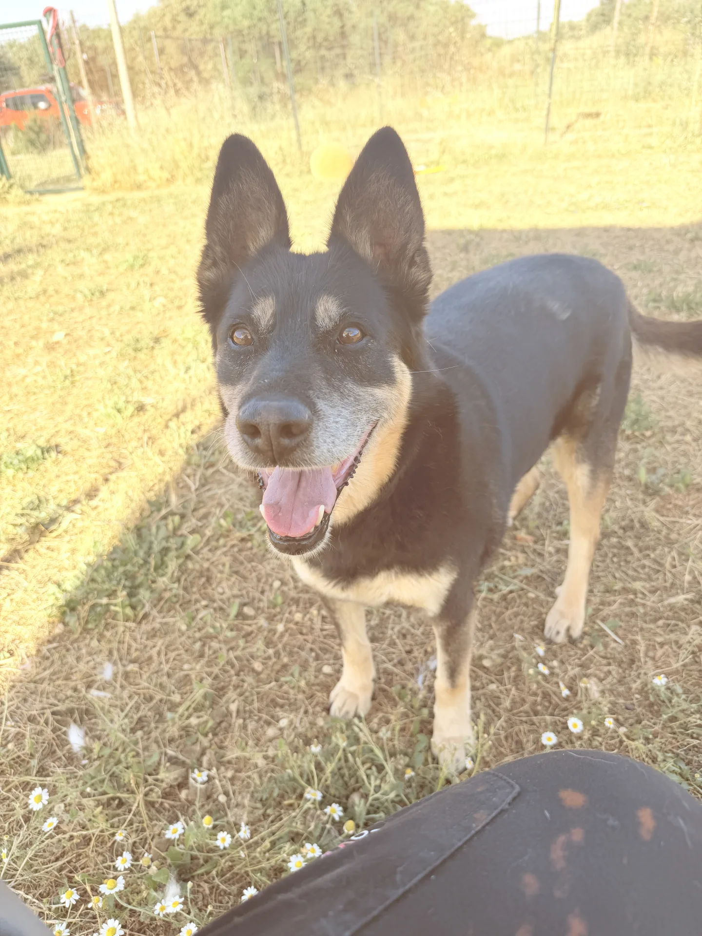 Tappina, cane Meticcio in adozione a Bari - foto 5