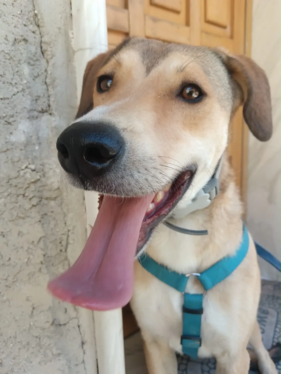 Foto 1 di Rory, cane Meticcio in adozione