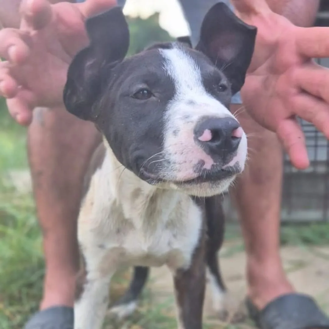 Bart, cane Meticcio in adozione a Crotone - foto 2