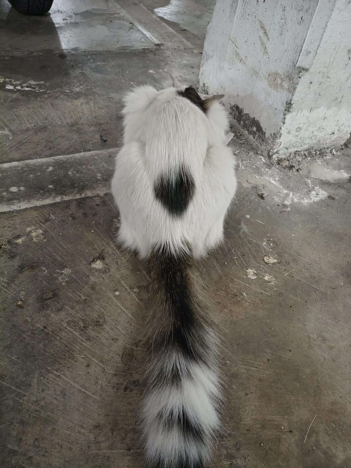 Agostino, gatto Gatto Europeo in adozione a Roma - foto 3