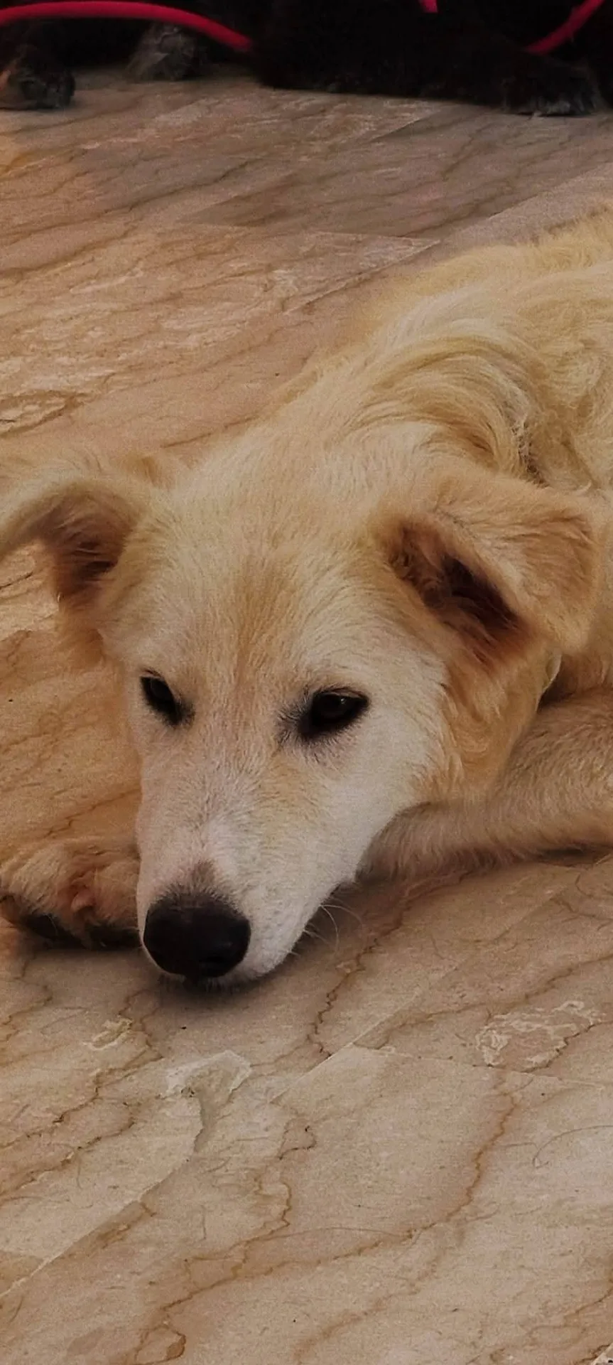 Egidia, cane Meticcio in adozione a Latina - foto 2
