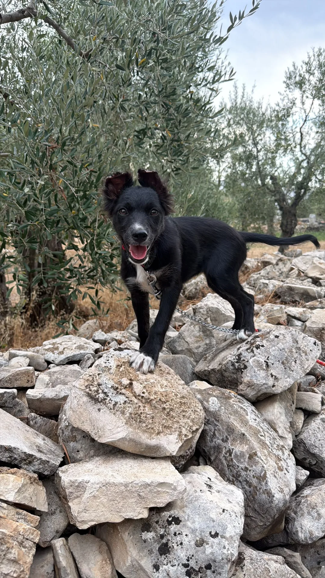 NAIMA, cane Meticcio in adozione a Bari - foto 1