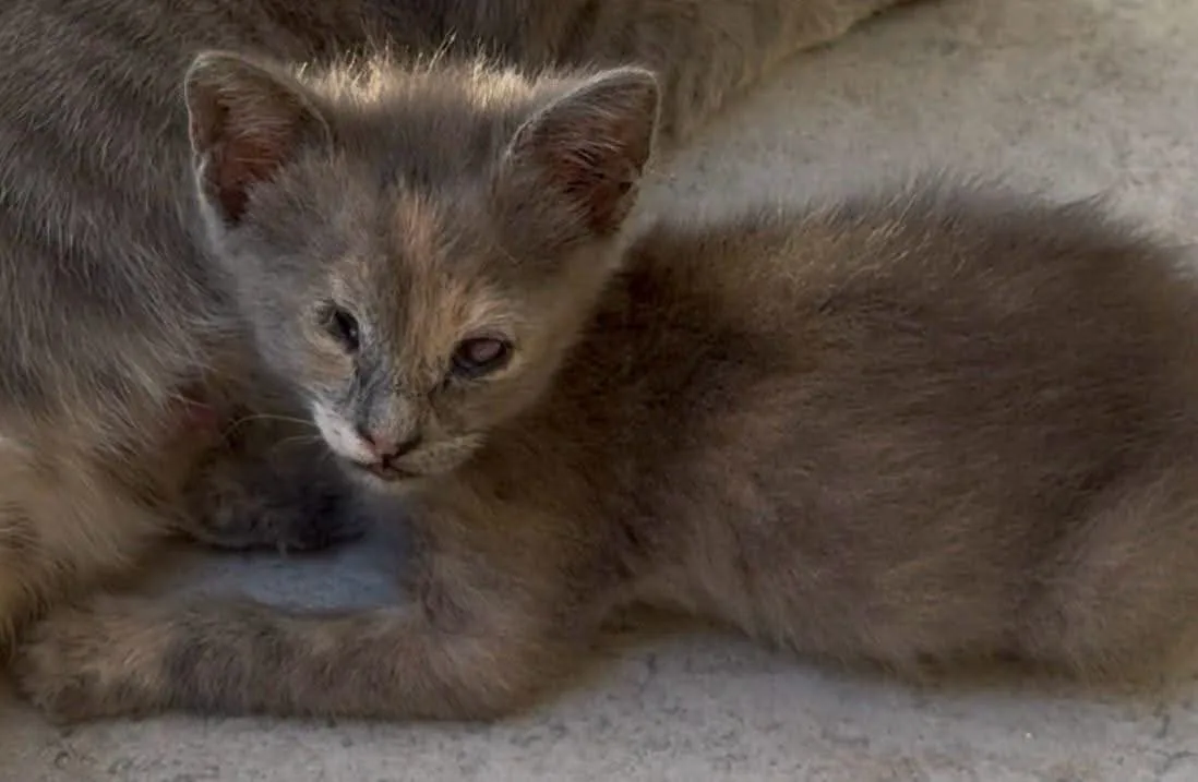 Aura, gatto Europeo in adozione a Trapani - foto 1