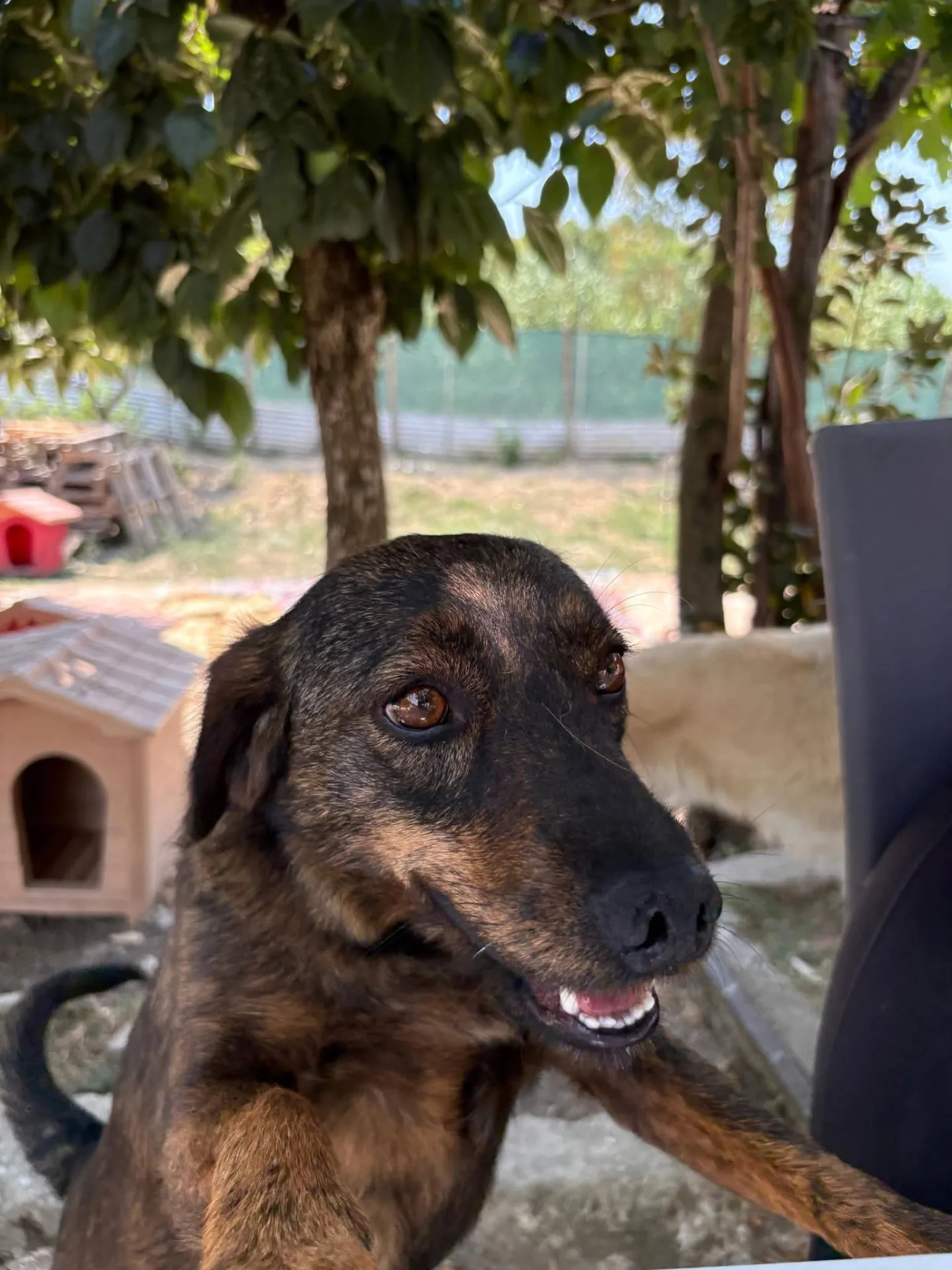 Beth, cane Meticcio in adozione a Treviso - foto 5