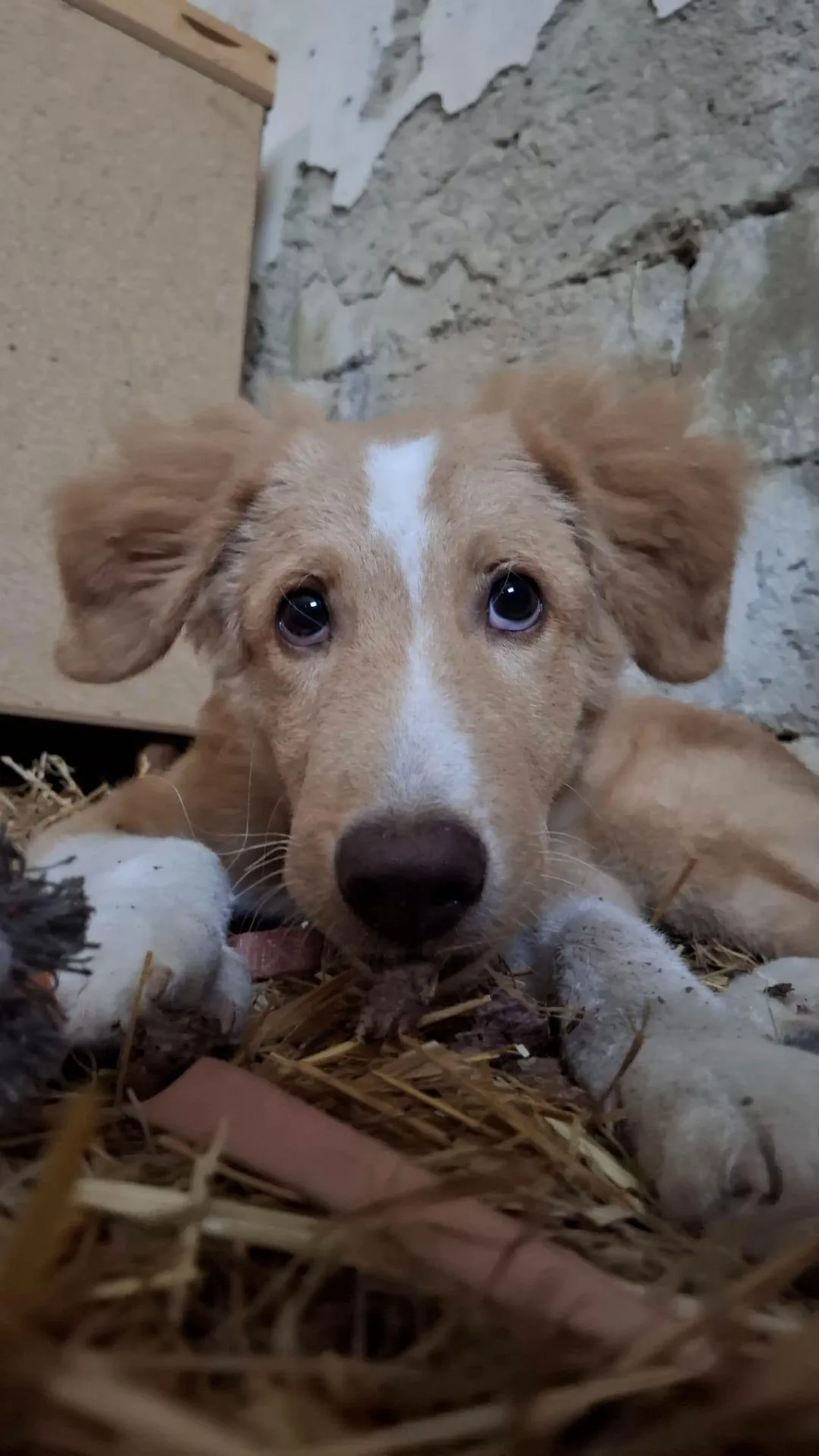 Tommy, cane meticcio in adozione a Latina - foto 1