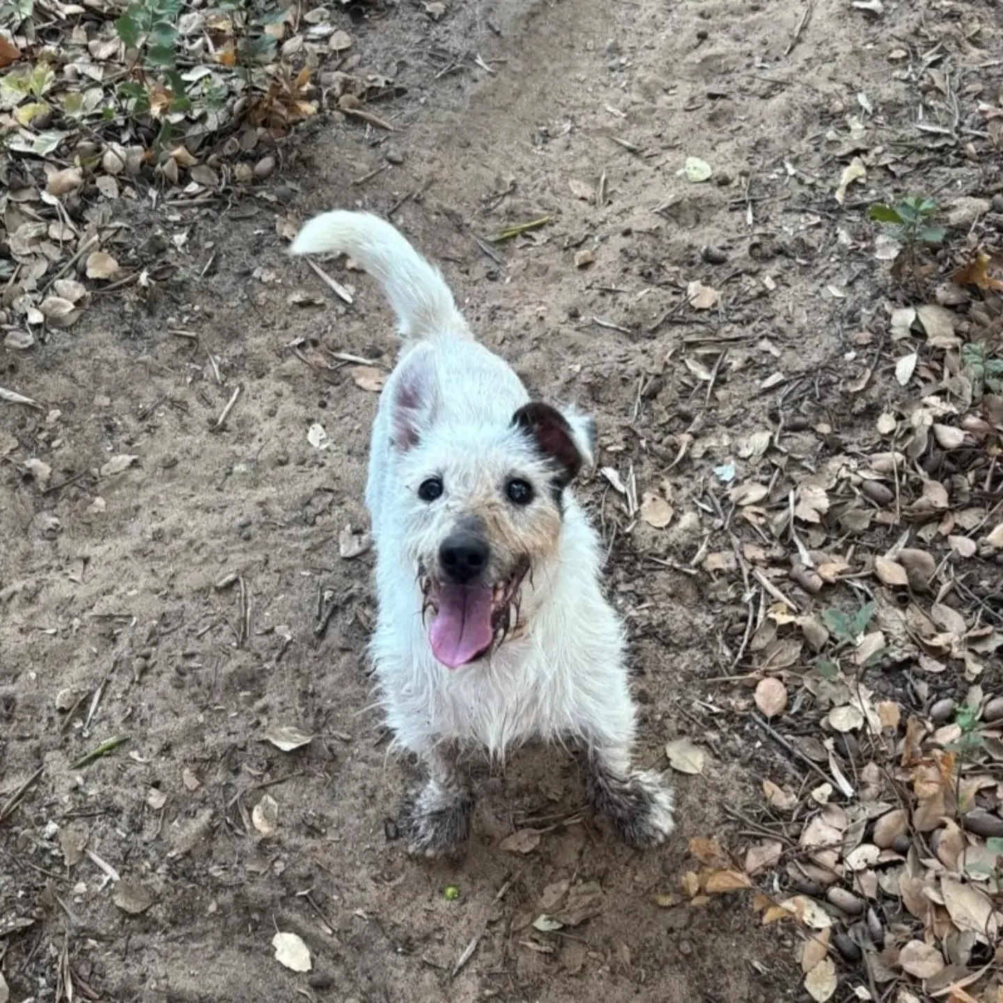 CIACK, cane jack russell in adozione a Latina - foto 1