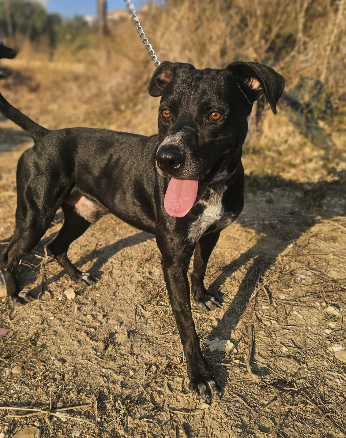 Freddy, cane Meticcio in adozione a Agrigento - foto 2