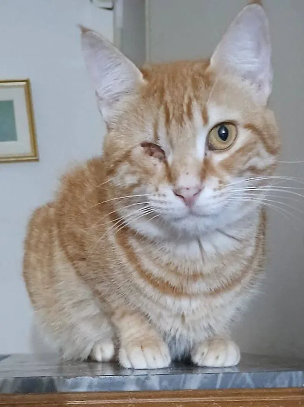 Milva, gatto in adozione a Latina - foto 2