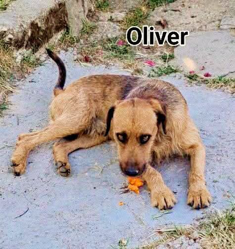 Foto 2 di Oliver, cane Meticcio incrocio spinoncino in adozione