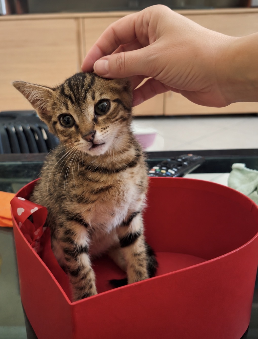 Foto 1 di Zenzero, gatto Europeo in adozione