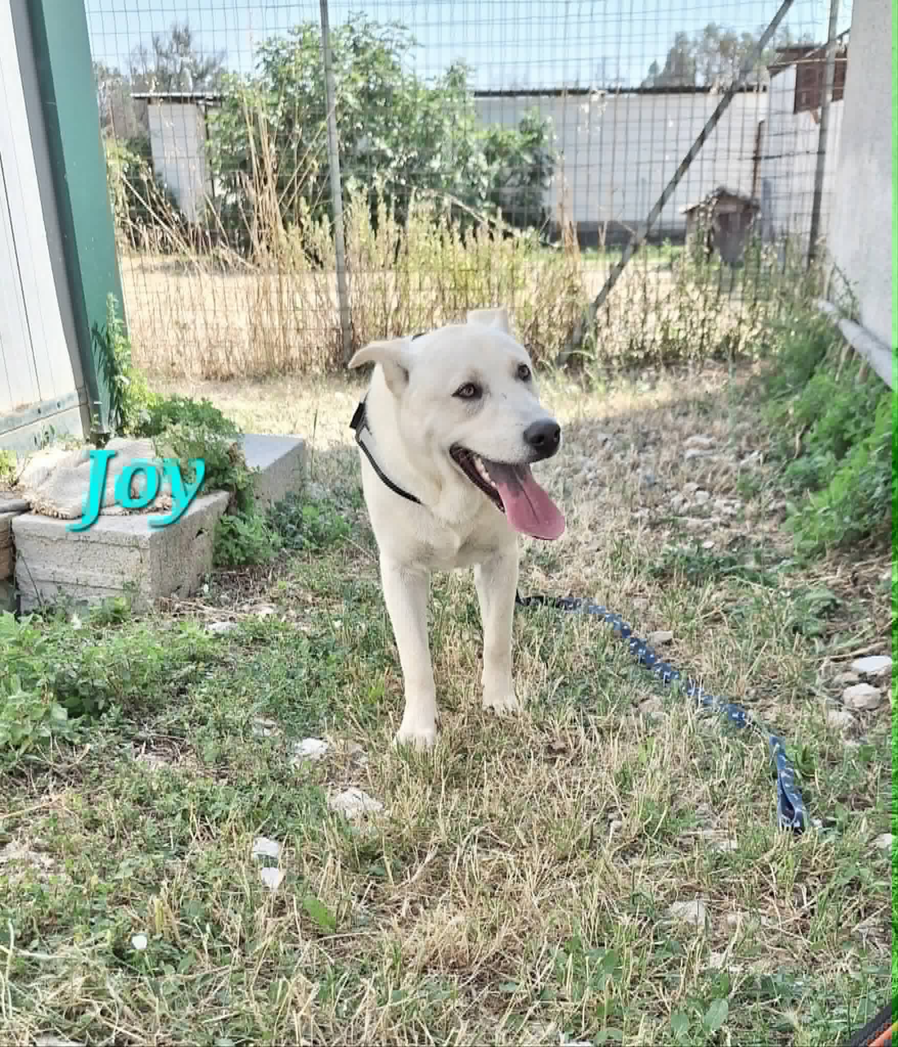 Foto 1 di Joy, cane meticcio in adozione