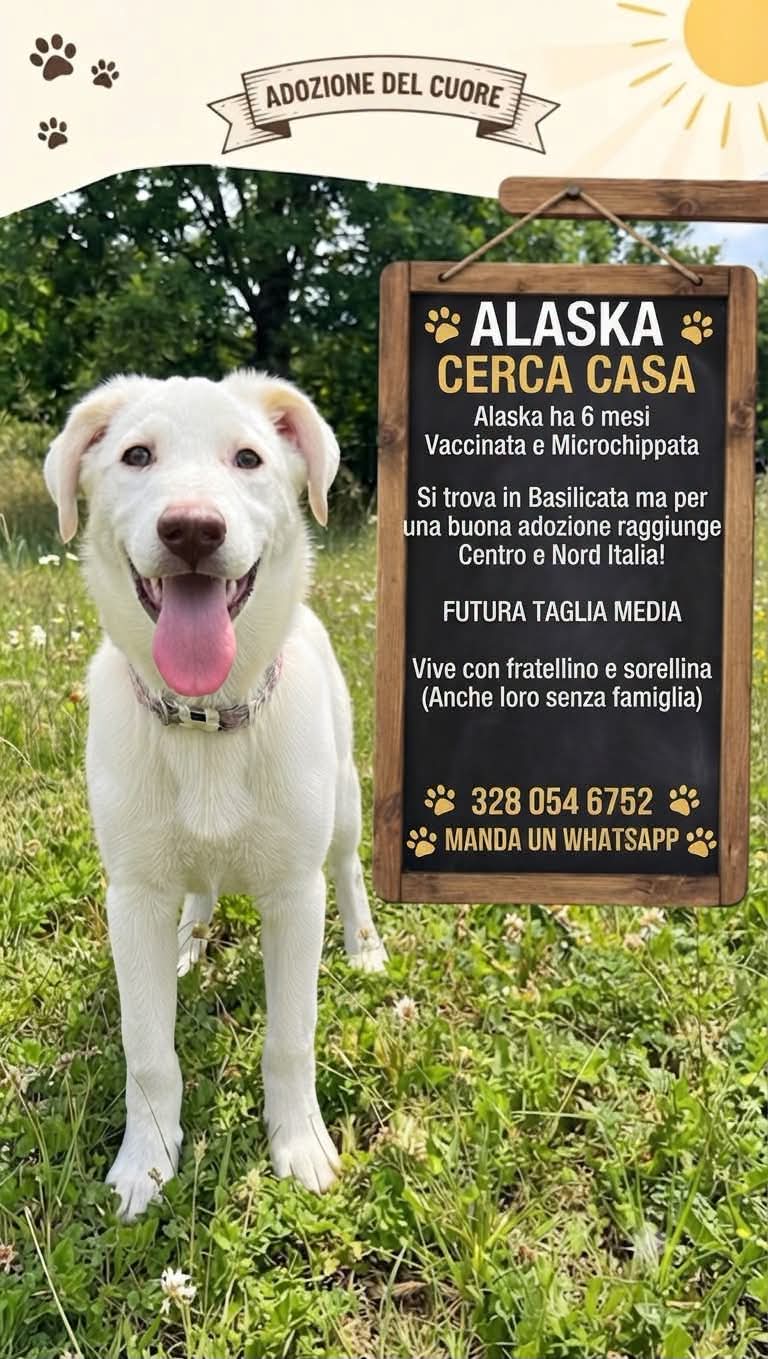 Foto 1 di Alaska, cane Simil maremmano in adozione