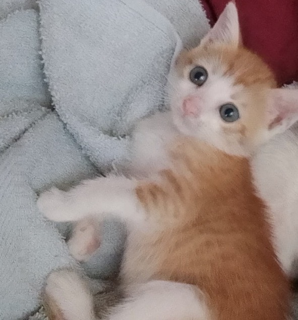 Ambra, gatto Europeo in adozione