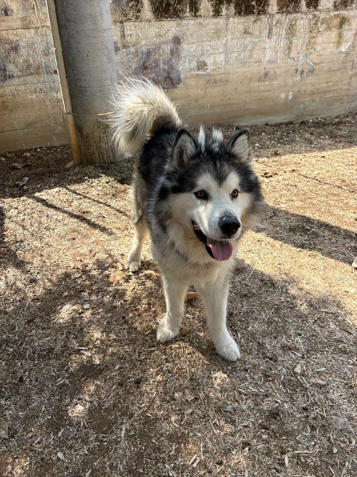 Igor, cane Alaska malamute in adozione a Bari - foto 1