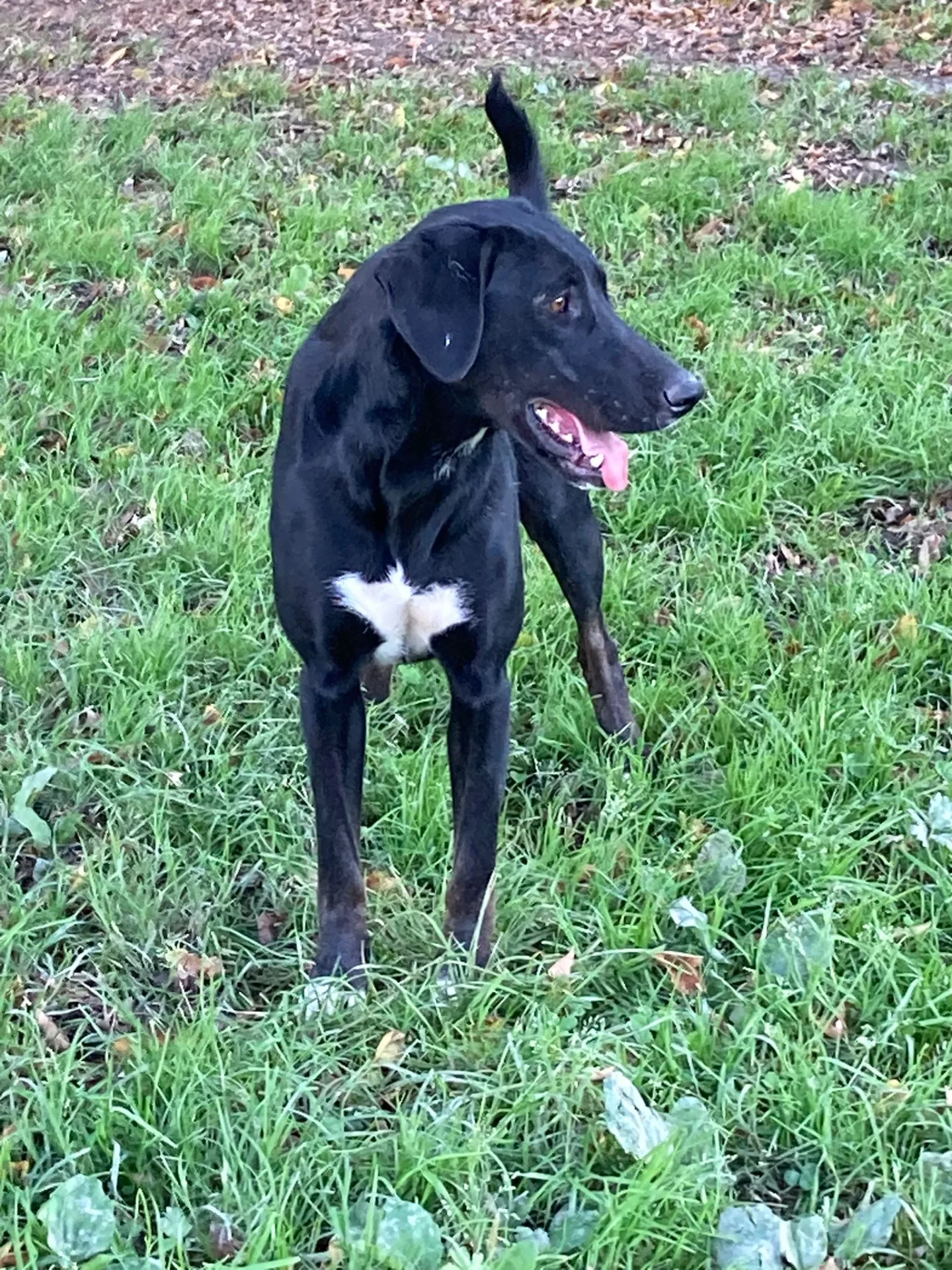 Sofhia, cane Meticcio in adozione a Lecco - foto 5