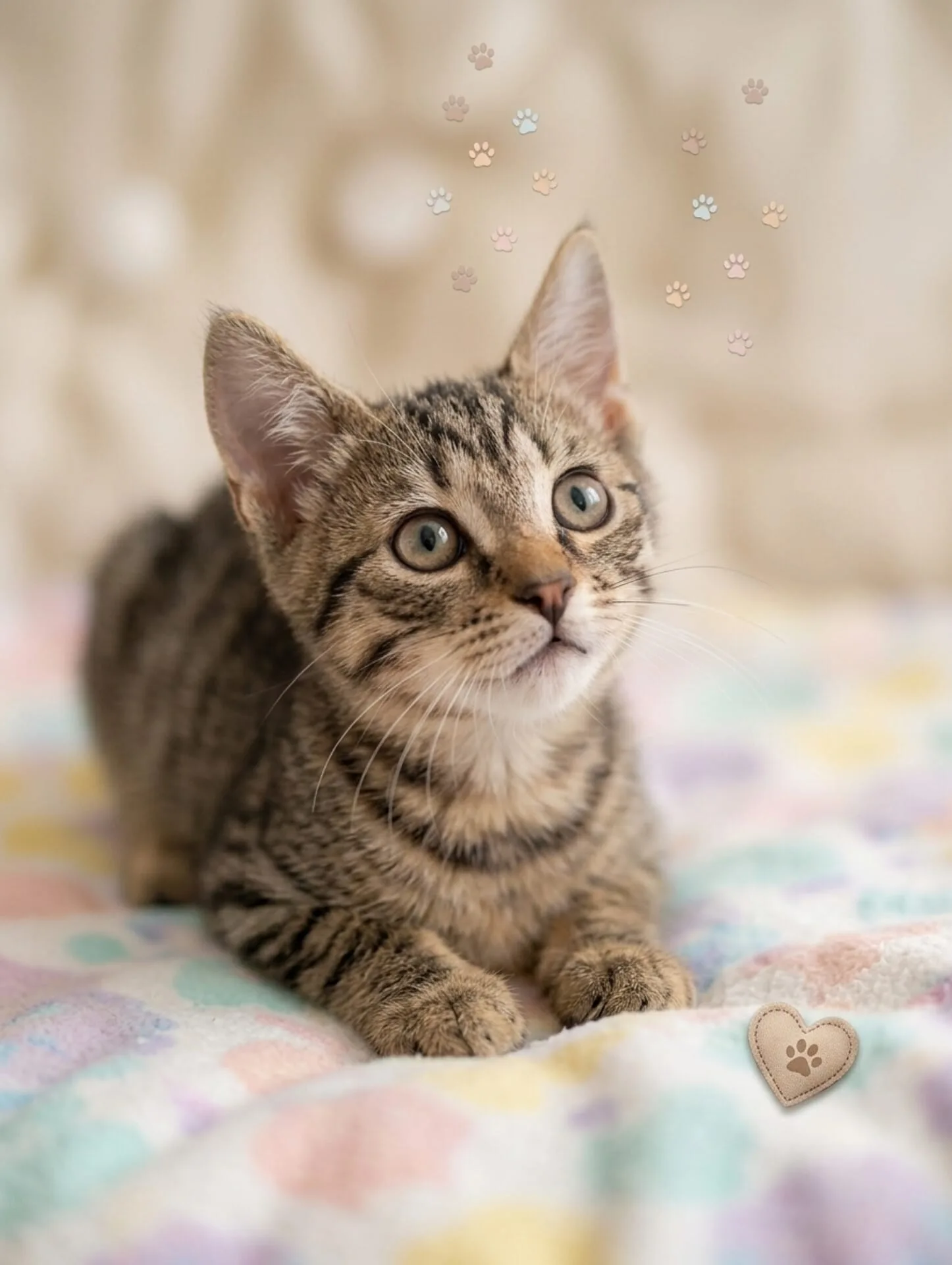 Calendula, gatto Europeo in adozione a Bari