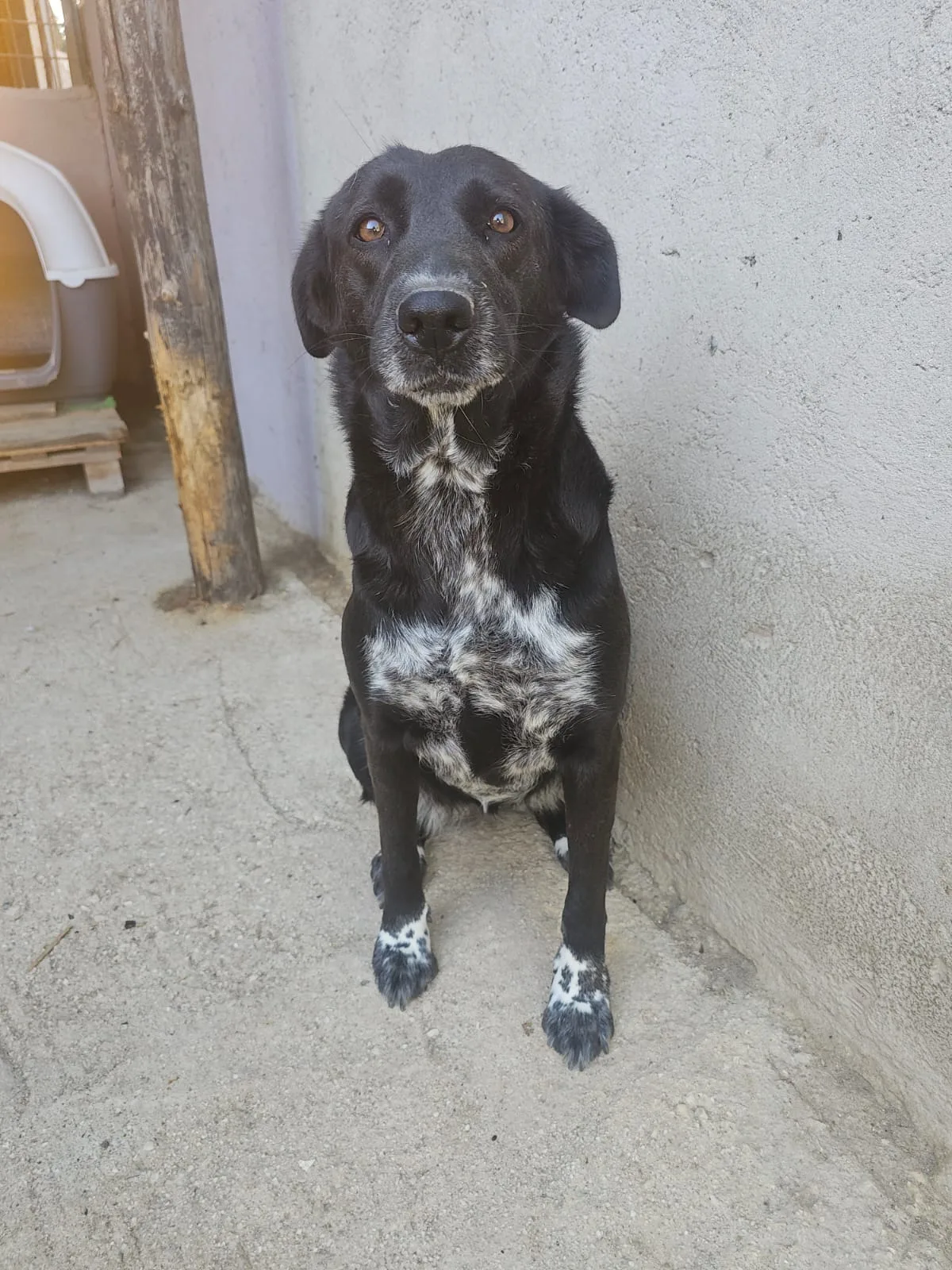 Sephora, cane Meticcio in adozione
