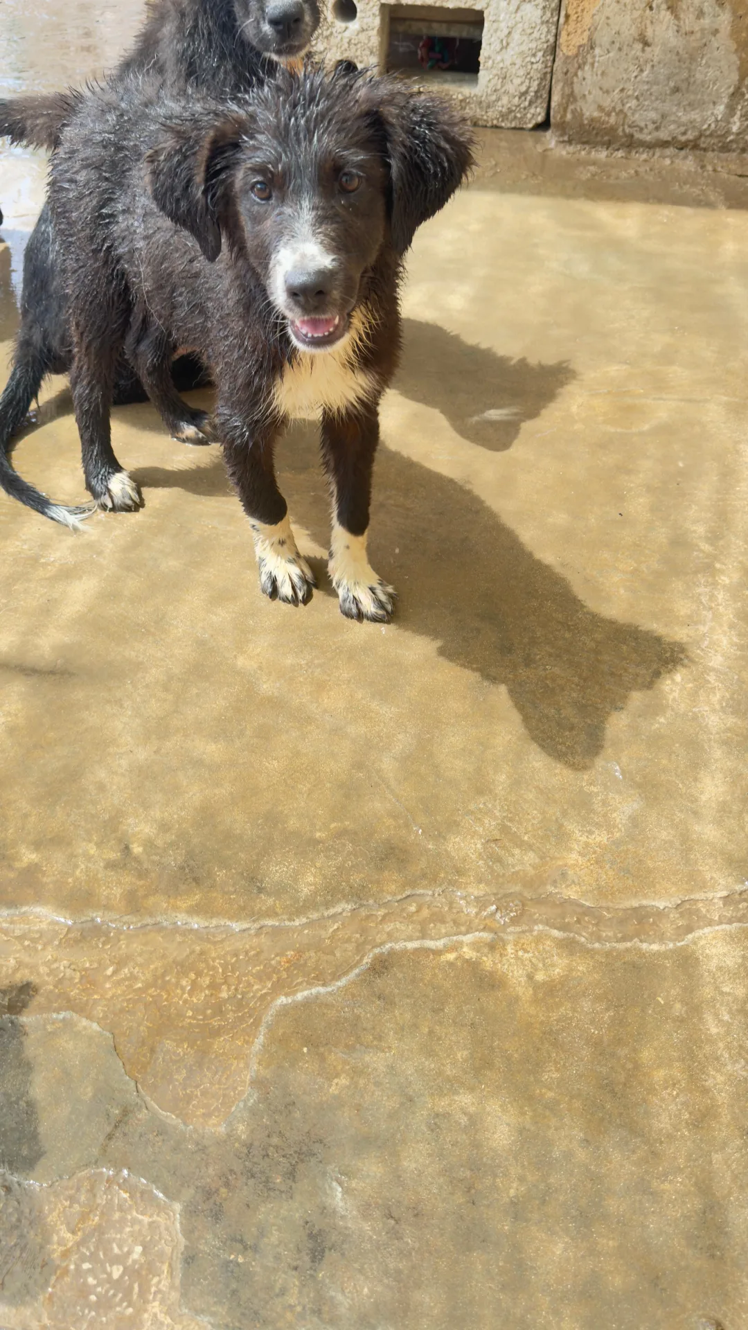 Luna, cane Meticcio in adozione a Trapani - foto 3