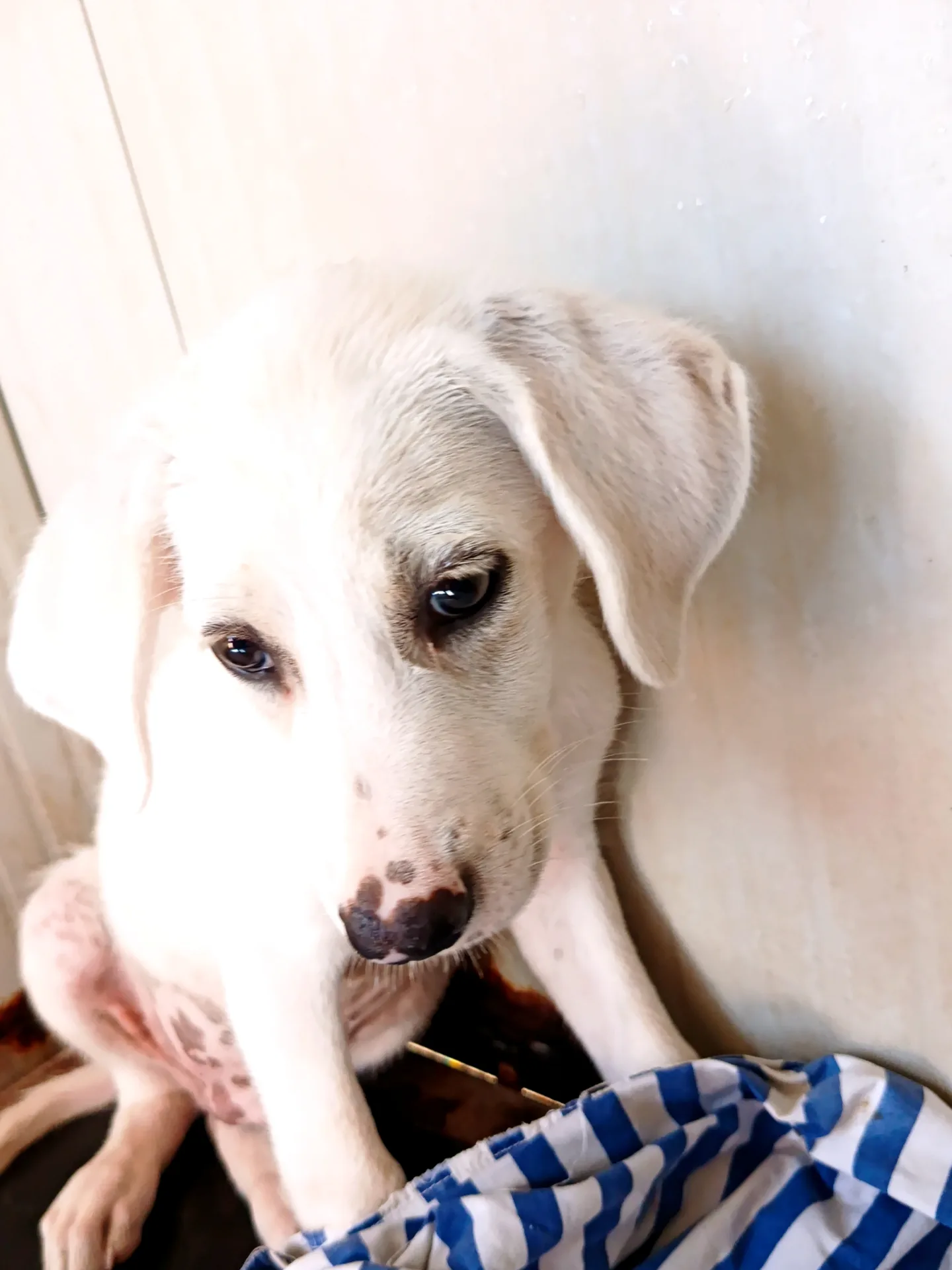 Nuvola, cane in adozione a Trapani