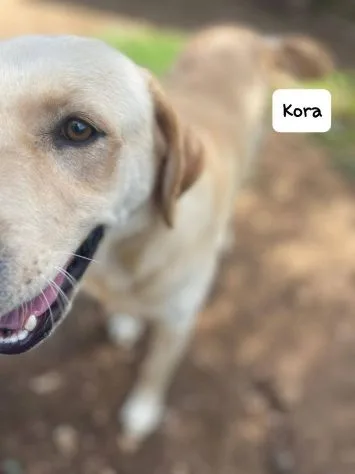 Kora, cane meticcio in adozione a Latina - foto 5