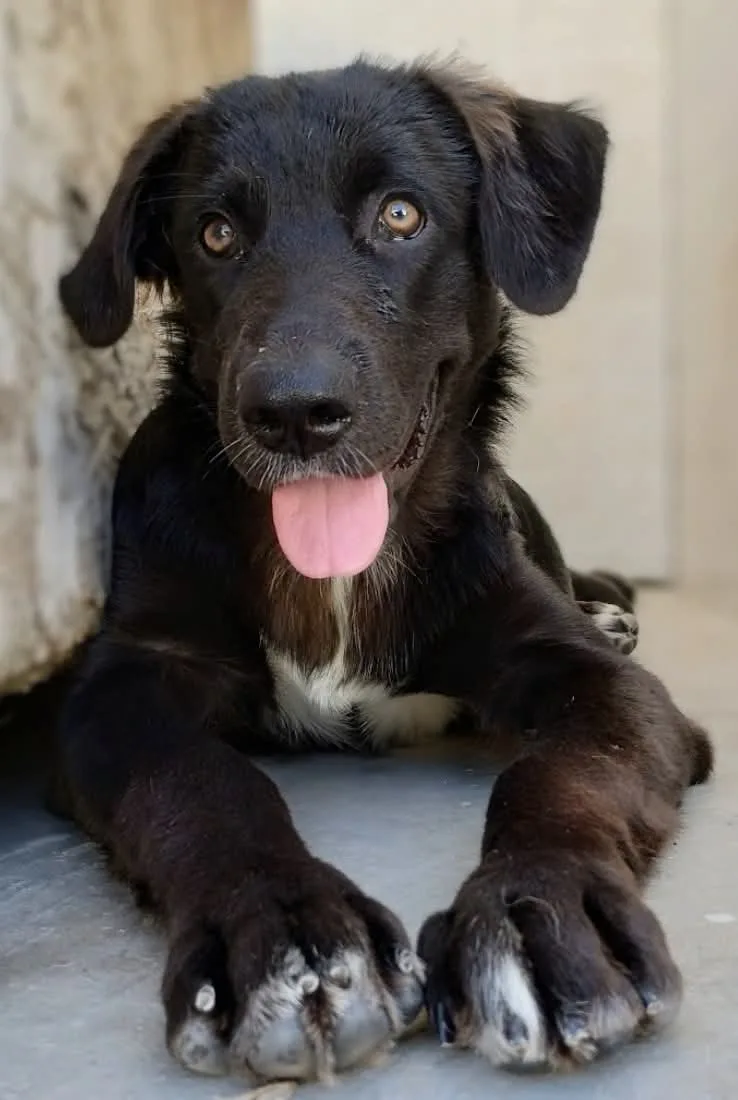 KATE, cane Meticcio in adozione a Taranto - foto 2