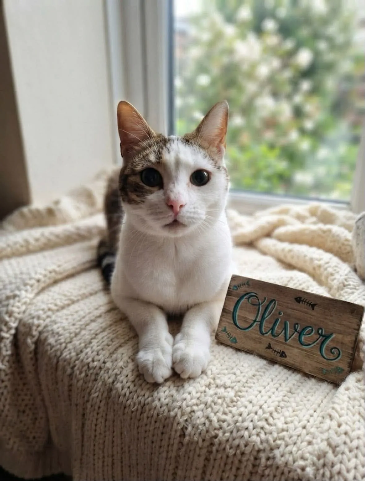 Oliver, gatto Meticcio in adozione a Potenza