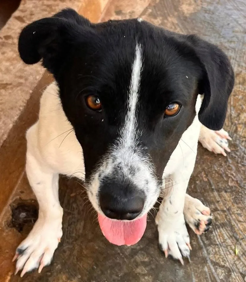 Tommy, cane Meticcio in adozione a Bari - foto 3
