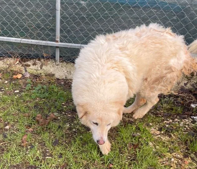 Nuvola, cane meticcio in adozione a Latina - foto 5