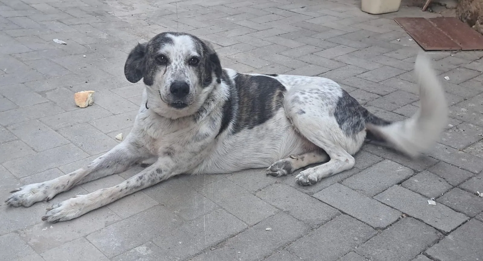 NELLO, cane Meticcio in adozione a Agrigento - foto 1
