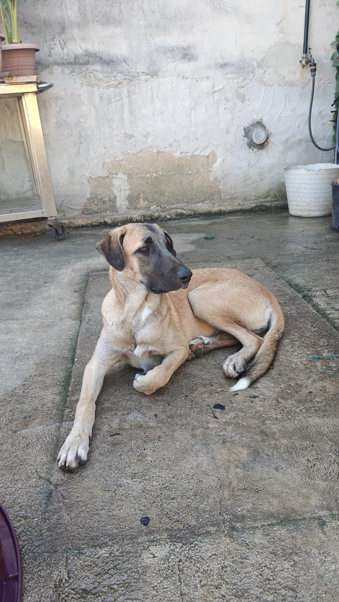 Molly dolcissima cucciola, cane Meticcio in adozione a Trapani - foto 4
