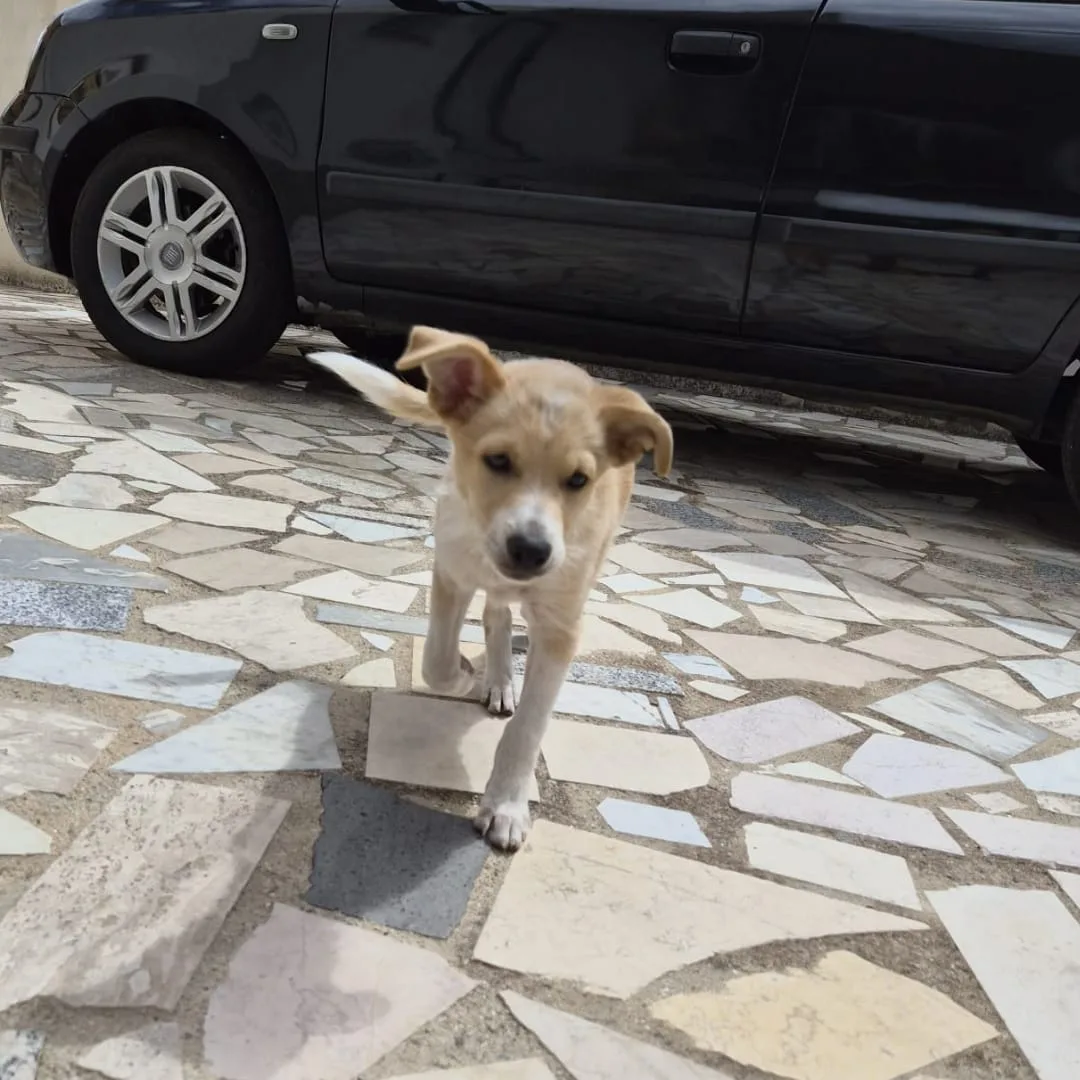Fiamma, cane Meticcio in adozione a Crotone - foto 4