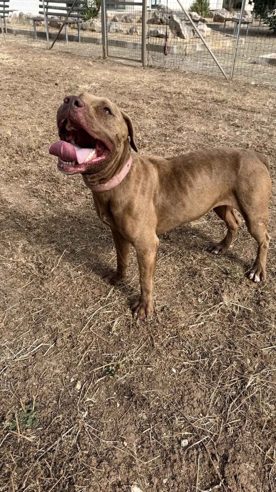 Sandy, cane Simil pitbull in adozione a Bari - foto 2