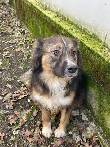 Hope, cane in adozione a Frosinone - foto 1