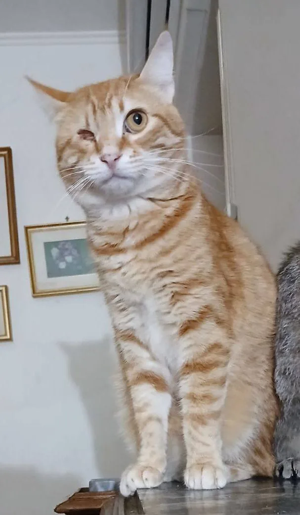Milva, gatto in adozione a Latina - foto 3