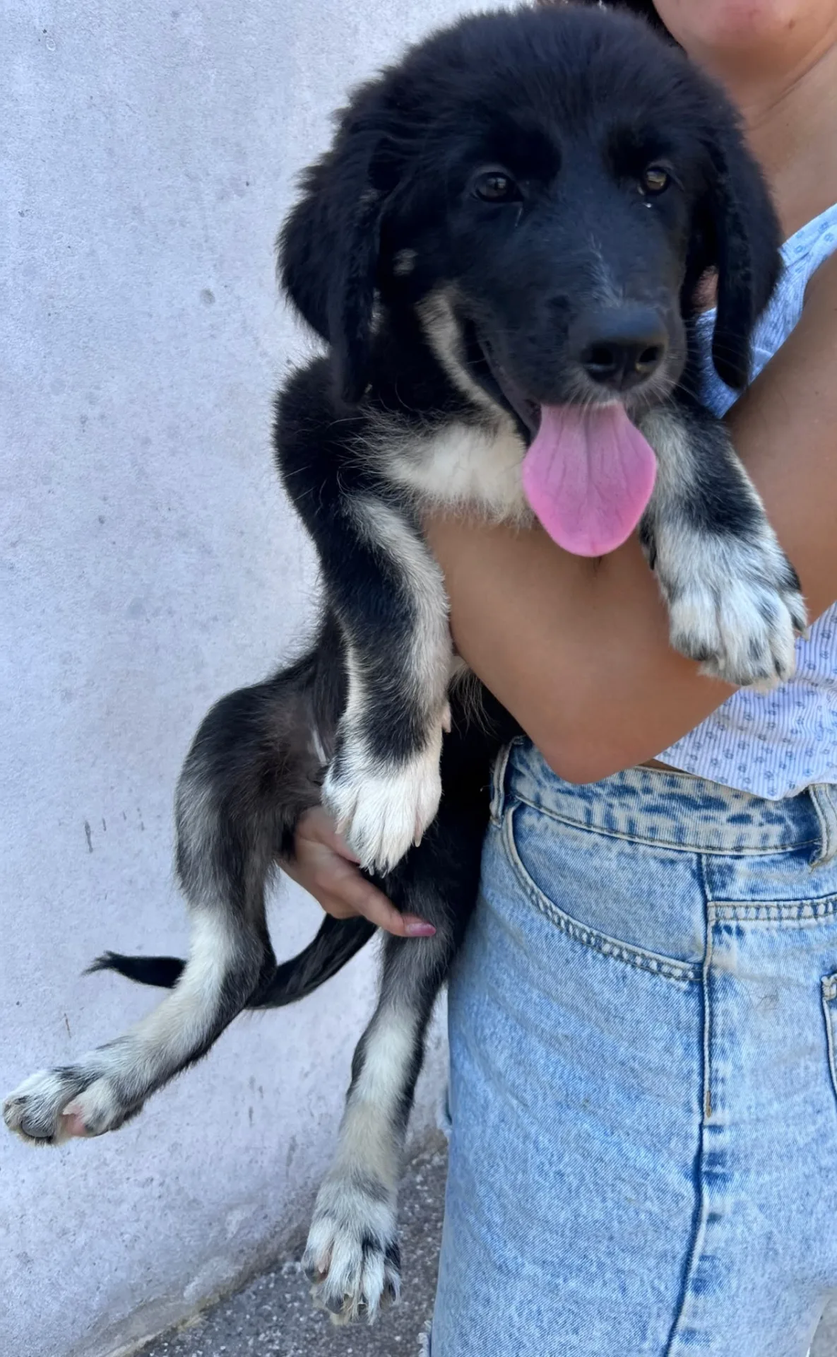 Platini, cane Meticcio in adozione a Trapani - foto 4