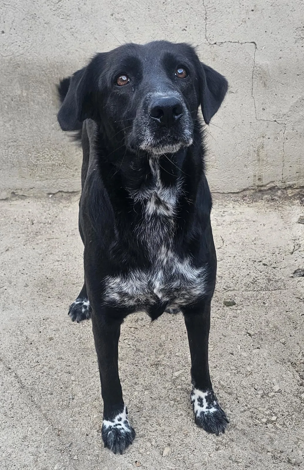 Foto 2 di Sephora, cane Meticcio in adozione