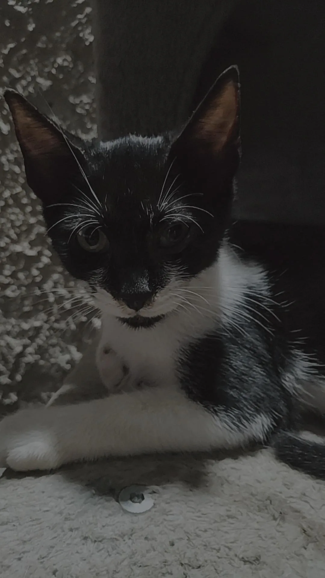 Silvestro, gatto Europeo in adozione a Trapani - foto 2