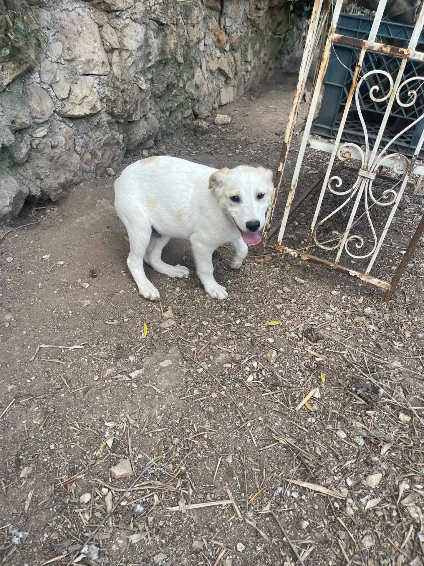 Malu adozione cucciolo cieco, cane meticcio in adozione a Latina - foto 5