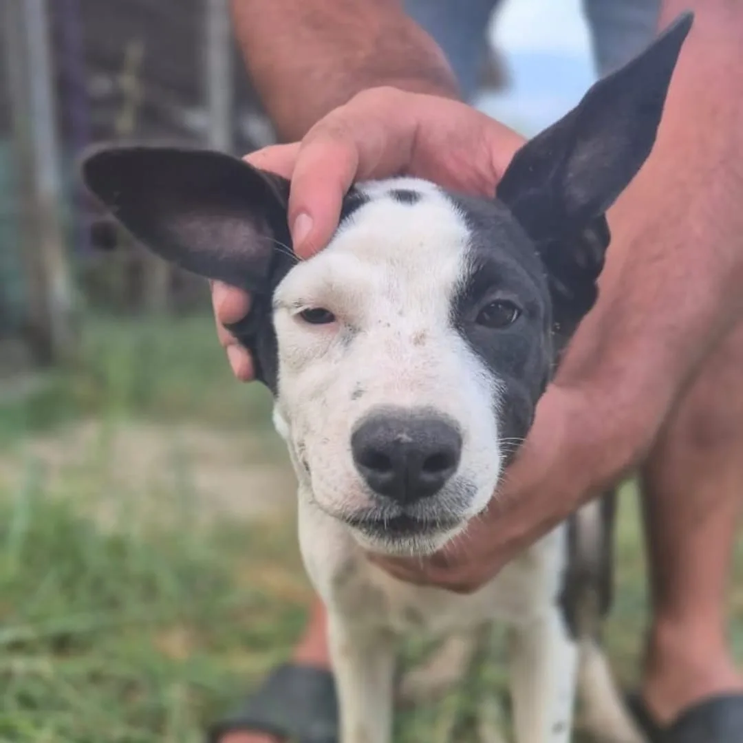 Lisa, cane Meticcio in adozione a Crotone - foto 2