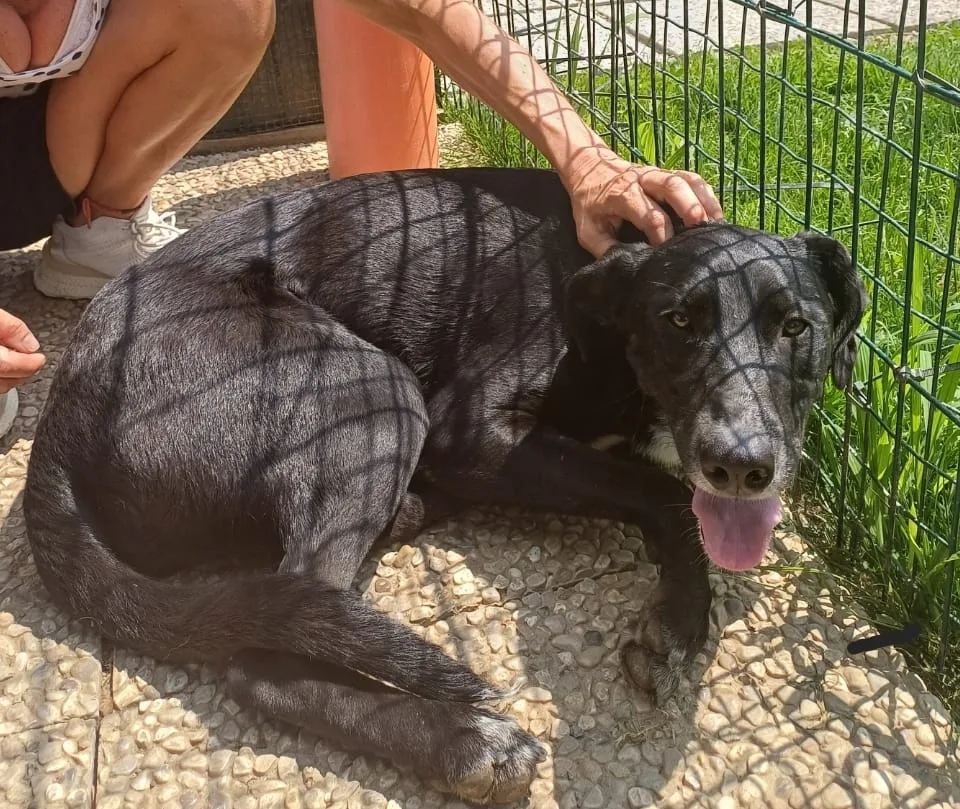 Sofhia, cane Meticcio in adozione a Lecco