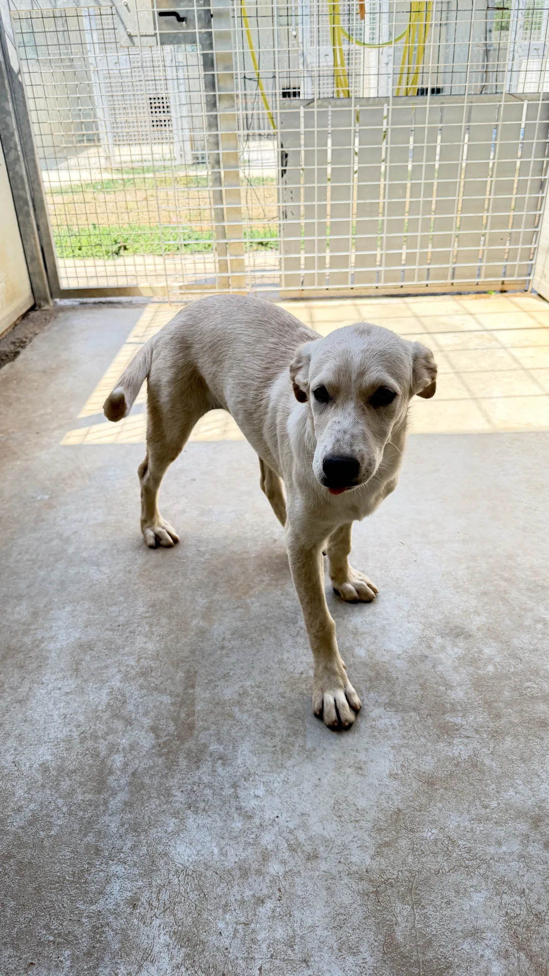 Foto 4 di Milud, cane Meticcio in adozione