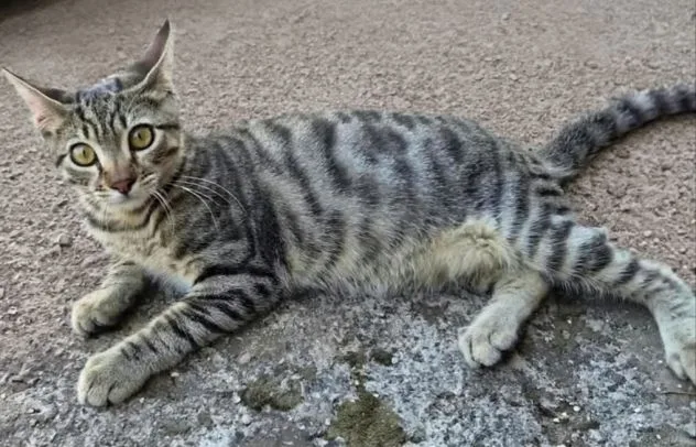 Kimi, gatto in adozione a Latina - foto 2