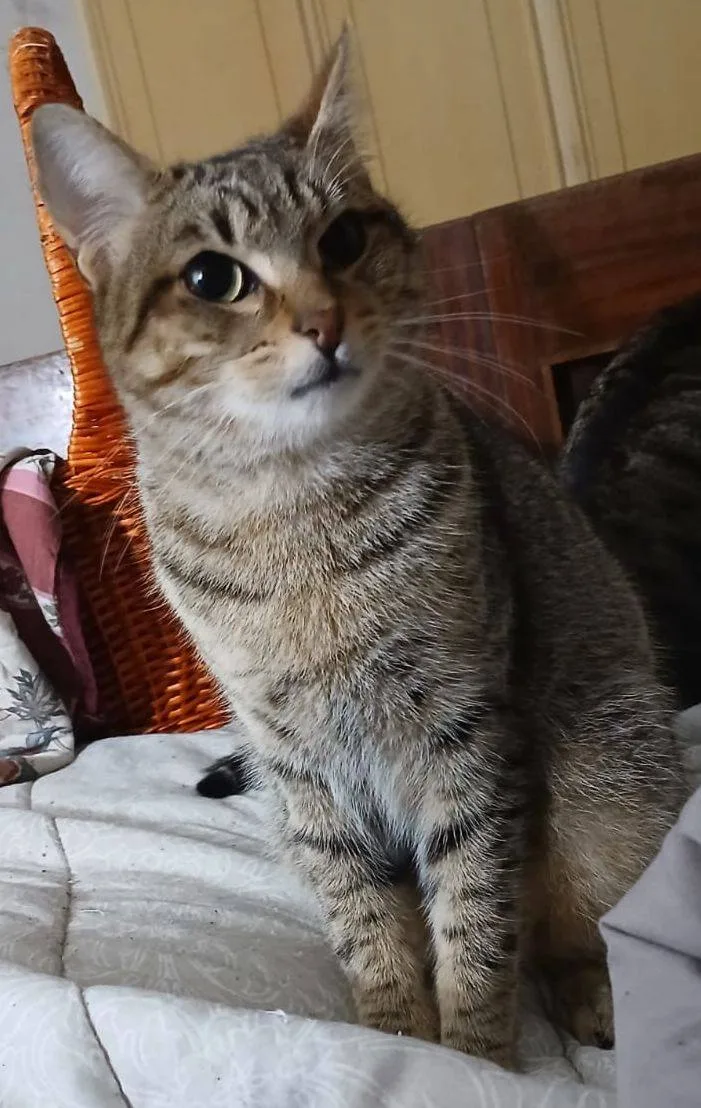 Brando, gatto in adozione a Latina - foto 3