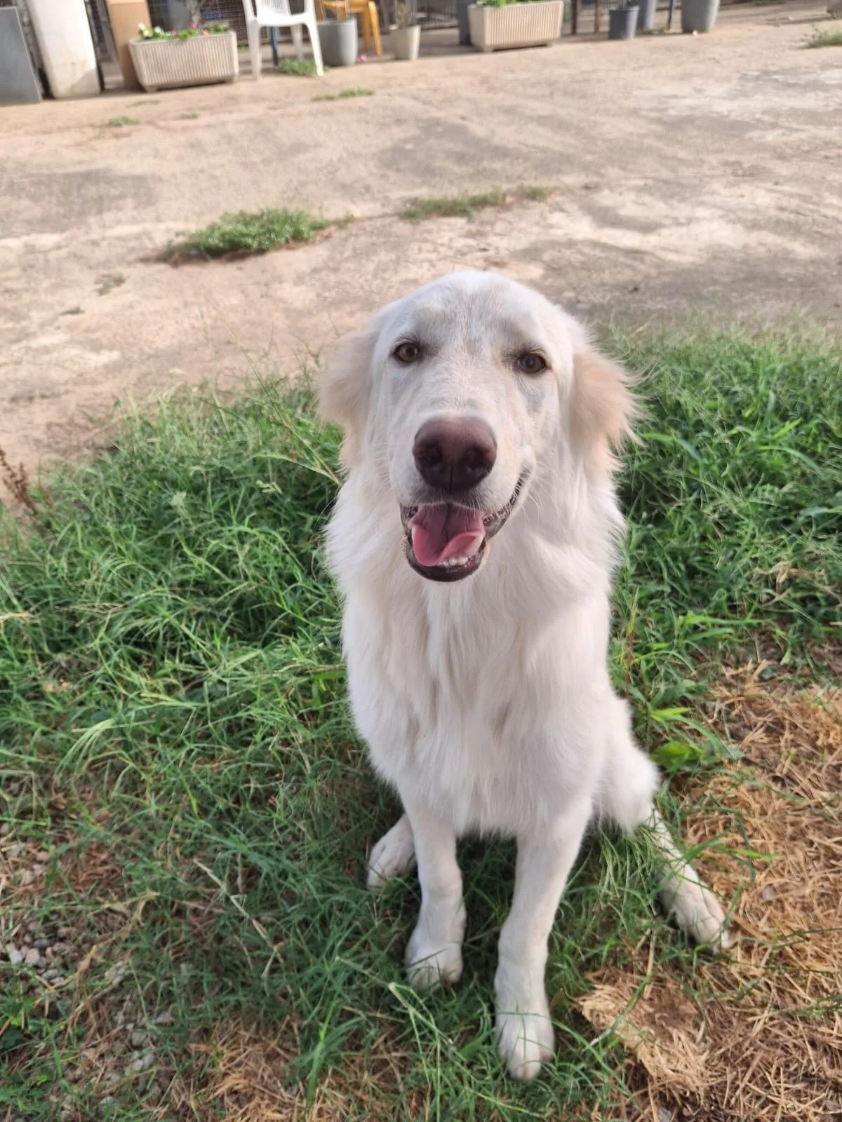 Eros, cane Meticcio in adozione a Crotone - foto 1